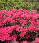 Yaku-Rhododendron 'Sneezy' - Rhododendron yak.'Sneezy' I