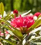 Yaku-Rhododendron 'Sneezy' - Rhododendron yak.'Sneezy' I