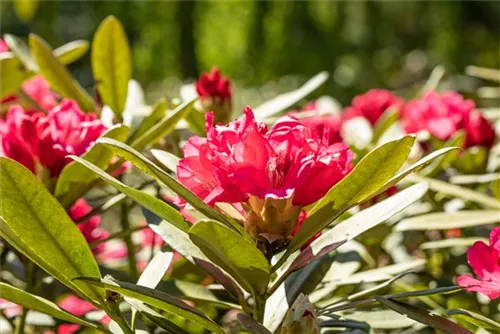 Yaku-Rhododendron 'Sneezy' - Rhododendron yak.'Sneezy' I