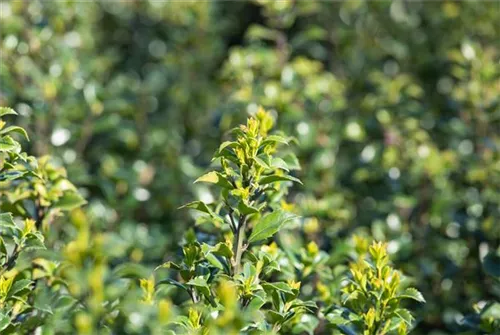 Strauch-Hülse - Ilex meserveae 'Heckenstar'