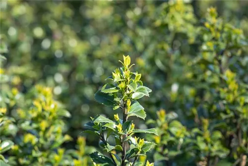 Strauch-Hülse - Ilex meserveae 'Heckenstar'