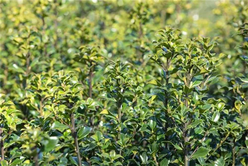 Strauch-Hülse - Ilex meserveae 'Heckenstar'