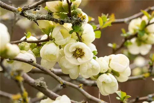 Zierquitte - Chaenomeles superba 'Jet Trail'