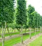 Hainbuche,Weißbuche - Carpinus betulus - Baum