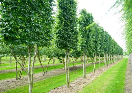 Carpinus betulus - Formgehölze - Hainbuche,Weißbuche