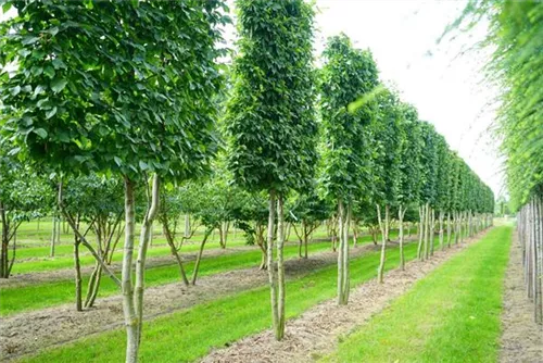 Hainbuche,Weißbuche - Carpinus betulus - Baum