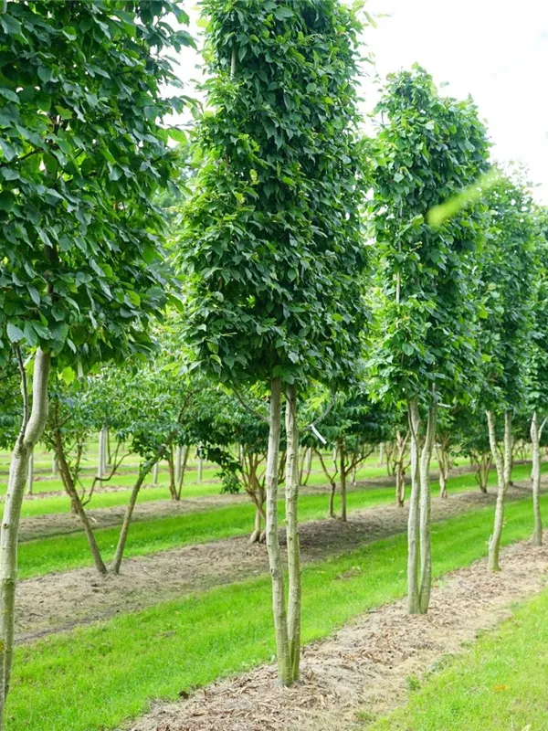 Hainbuche,Weißbuche - Carpinus betulus - Unikum