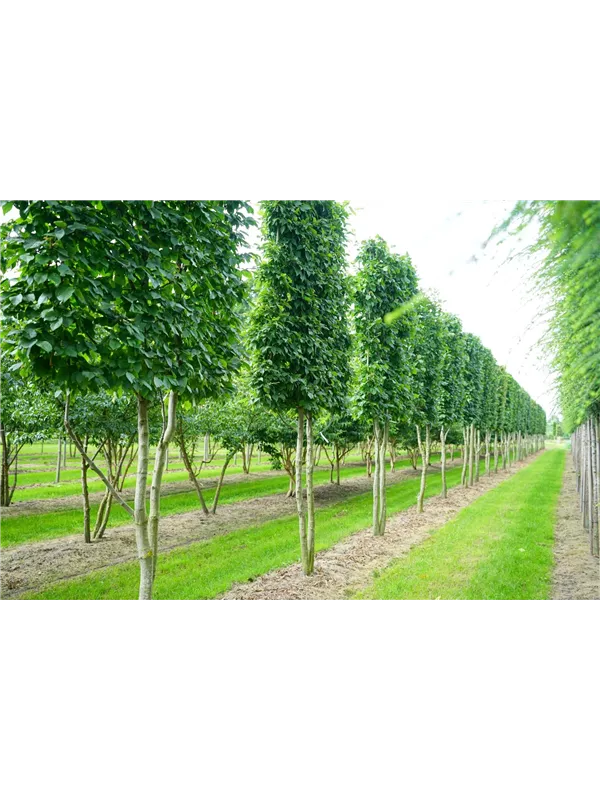 Hainbuche,Weißbuche - Carpinus betulus - Baum