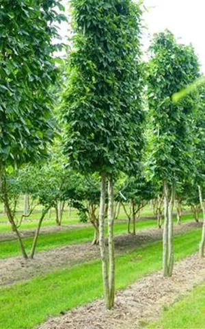 Carpinus betulus - Formgehölze