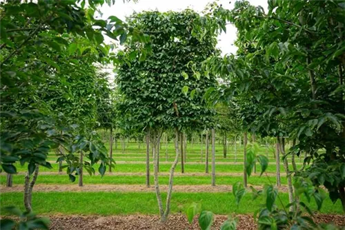 Hainbuche,Weißbuche - Carpinus betulus - Baum