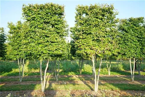 Rotbuche - Fagus sylvatica - Formgehölze