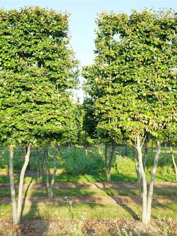 Rotbuche - Fagus sylvatica - Heckenelemente