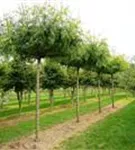 Lederhülsenbaum 'Skyline' - Gleditsia triacanthos 'Skyline'