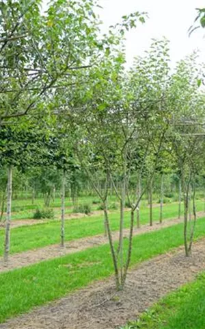 Malus 'Evereste' -R- CAC