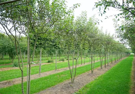 Malus 'Evereste' -R- CAC - Zierapfel 'Evereste' -R-