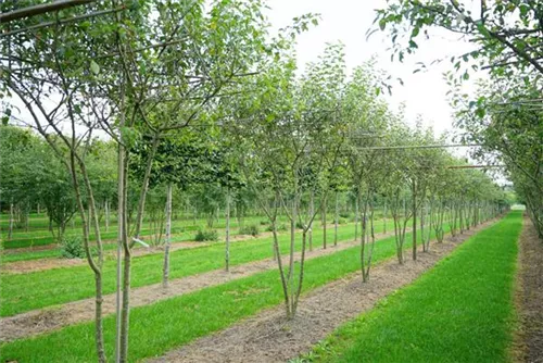 Zierapfel 'Evereste' -R- - Malus 'Evereste' -R- CAC