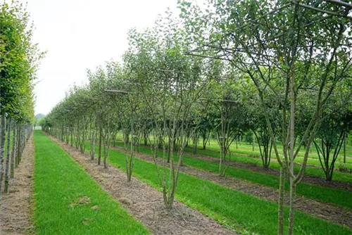 Zierapfel 'Evereste' -R- - Malus 'Evereste' -R- CAC