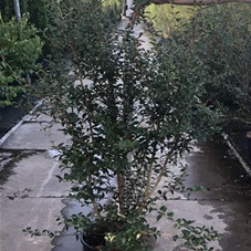 Osmanthus burkwoodii - Heckenpflanzen, C 20 100- 120