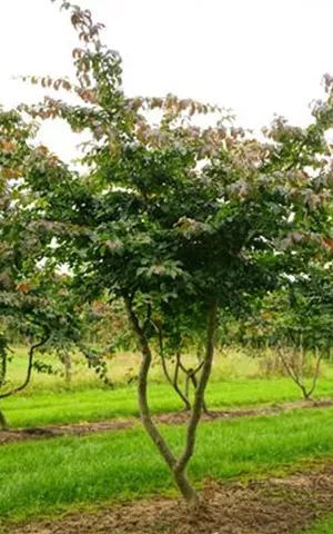 Parrotia persica - Formgehölze