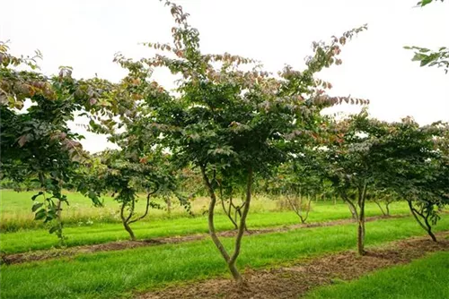 Eisenbaum - Parrotia persica - Formgehölze