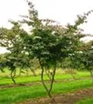 Eisenbaum - Parrotia persica - Baum