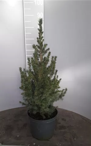 Picea glauca 'Conica'