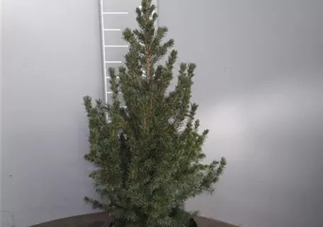 Picea glauca 'Conica' - Zuckerhutfichte