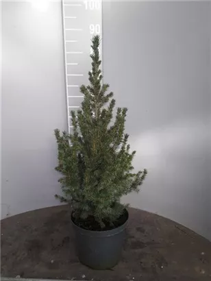 Zuckerhutfichte - Picea glauca 'Conica'