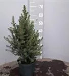 Zuckerhutfichte - Picea glauca 'Conica'