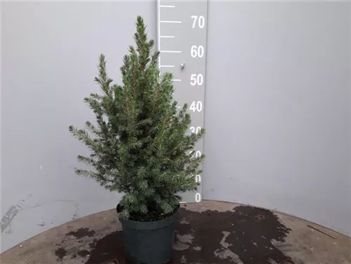 Zuckerhutfichte - Picea glauca 'Conica'