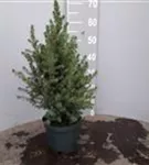 Zuckerhutfichte - Picea glauca 'Conica'