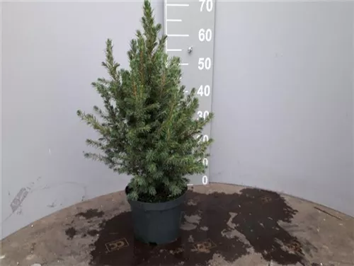 Zuckerhutfichte - Picea glauca 'Conica'