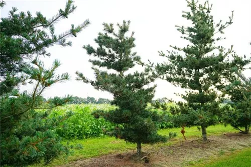 Blaue Mädchenkiefer 'Negishi' - Pinus parviflora 'Negishi' - Formgehölze