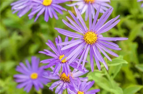 Frikarts Garten-Aster - Aster x frikartii 'Mönch'