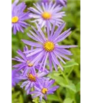 Frikarts Garten-Aster - Aster x frikartii 'Mönch'