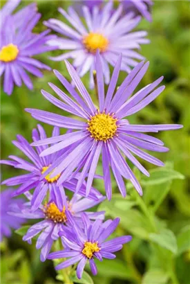 Frikarts Garten-Aster - Aster x frikartii 'Mönch'