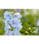 Pacific-Garten-Rittersporn - Delphinium Pacific 'Astolat'