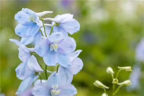 Pacific-Garten-Rittersporn - Delphinium Pacific 'Astolat'