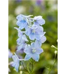 Pacific-Garten-Rittersporn - Delphinium Pacific 'Astolat'