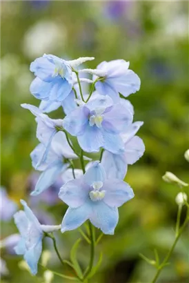 Pacific-Garten-Rittersporn - Delphinium Pacific 'Astolat'