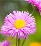 Garten-Feinstrahl - Erigeron speciosus 'Rosa Juwel'