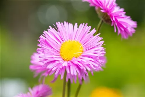 Garten-Feinstrahl - Erigeron speciosus 'Rosa Juwel'