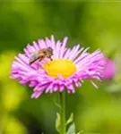 Garten-Feinstrahl - Erigeron speciosus 'Rosa Juwel'