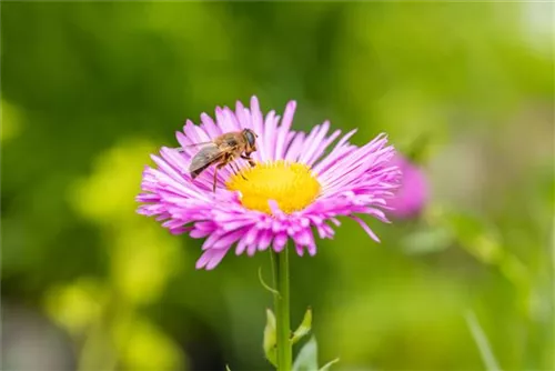 Garten-Feinstrahl - Erigeron speciosus 'Rosa Juwel'