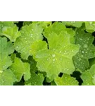 Großblättriger Frauenmantel - Alchemilla mollis