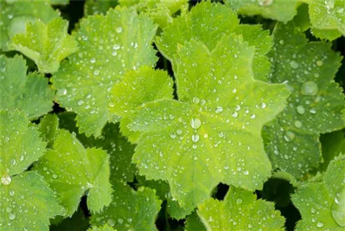 Großblättriger Frauenmantel - Alchemilla mollis