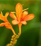 Montbretie - Crocosmia masoniorum