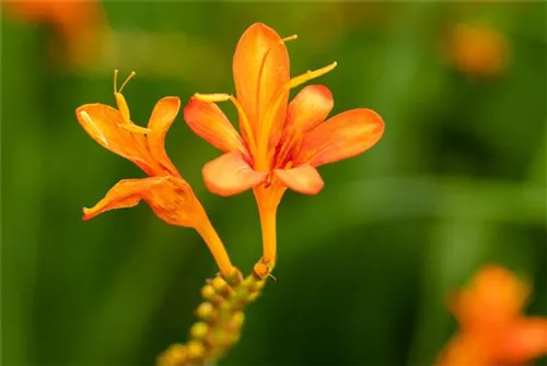 Montbretie - Crocosmia masoniorum