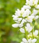 Garten-Knäuel-Glockenblume - Campanula glomerata 'Alba'