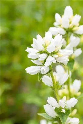 Garten-Knäuel-Glockenblume - Campanula glomerata 'Alba'